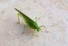 Phaneroptera sp.